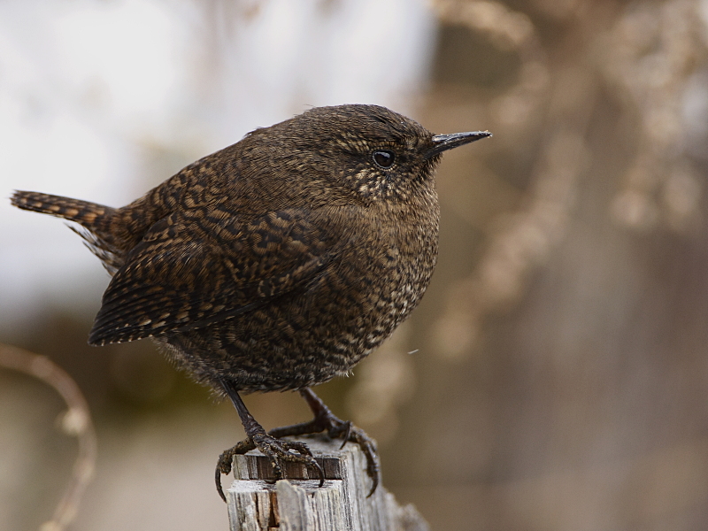 Winter Wren