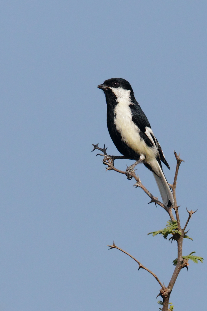 Parus nuchalis