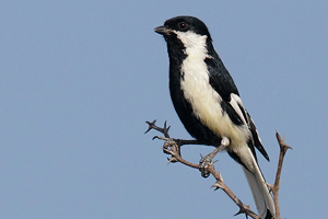 Parus nuchalis