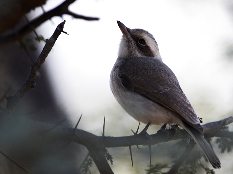 Common Woodshrike