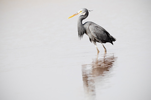 Egretta gularis