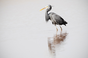 Egretta gularis