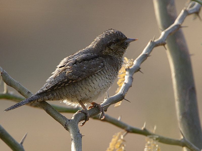 Eurasian Wryneck