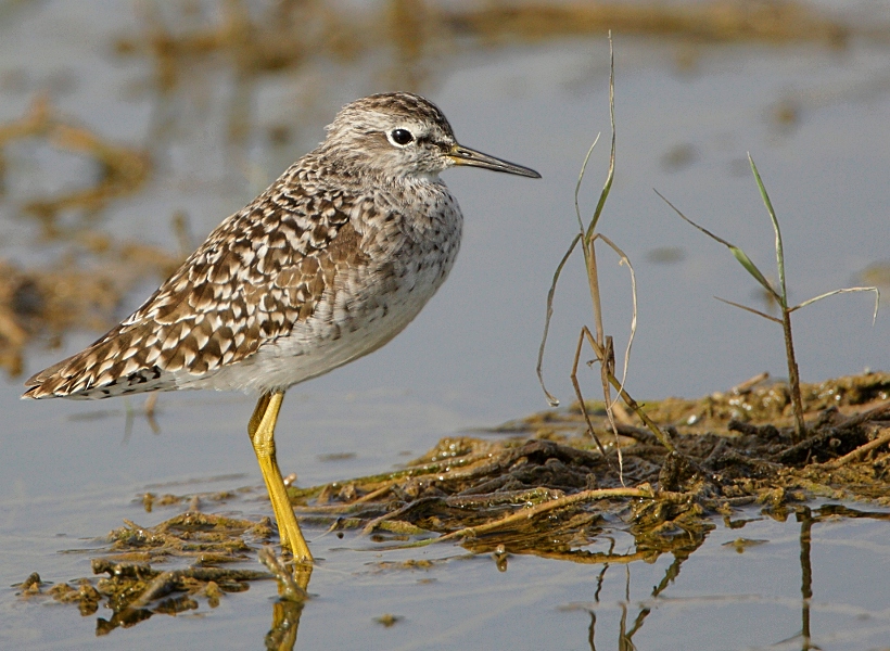 Wood Sandpiper