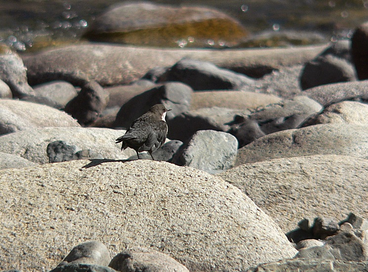 White-throated Dipper