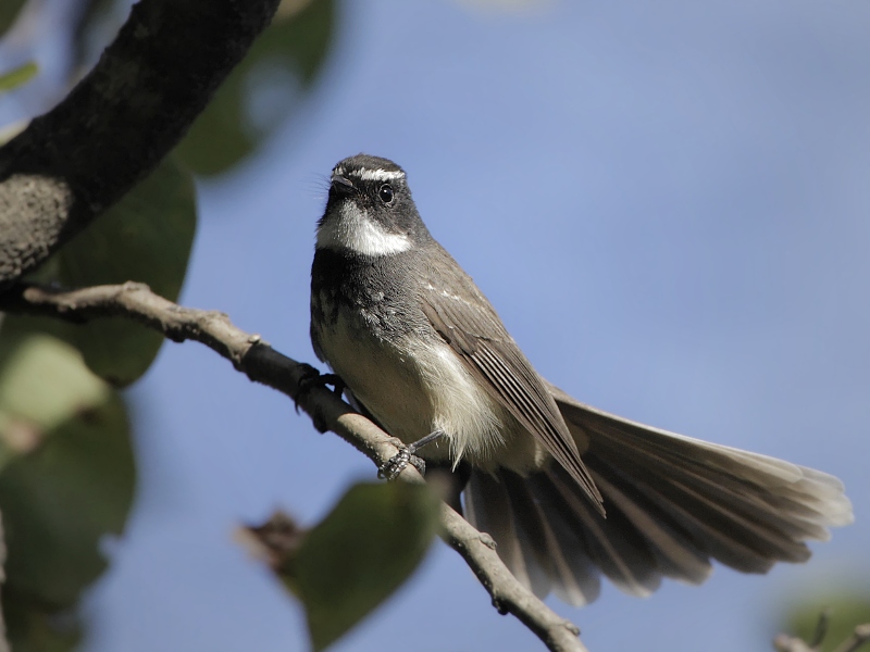 White-throated Fantail