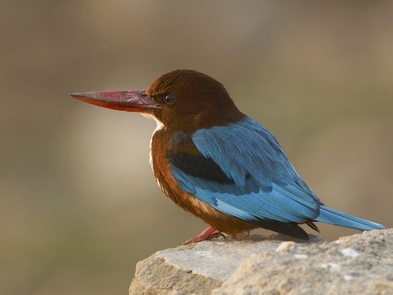 White-throated Kingfisher