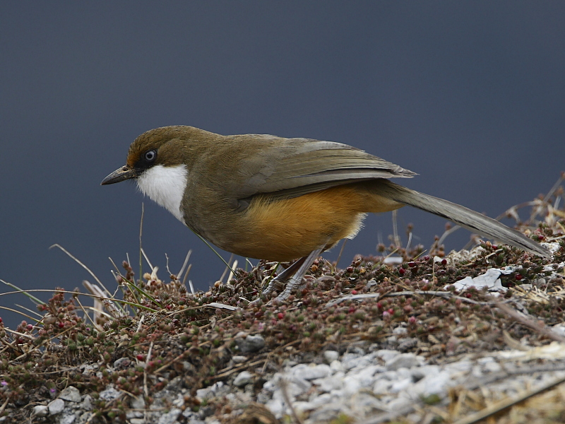 White-throated Laughingthrush