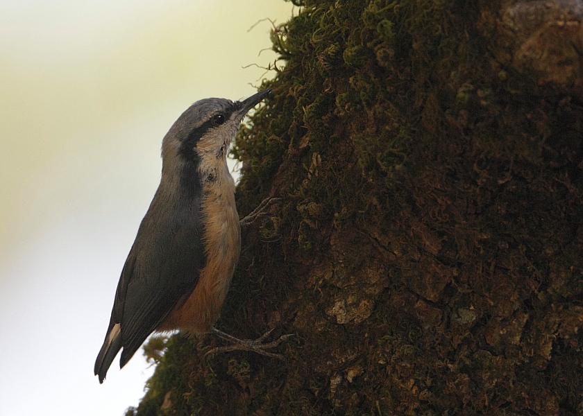 White-tailed Nuthatch