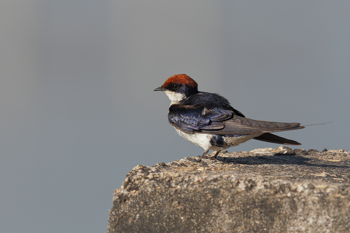 Hirundo smithii