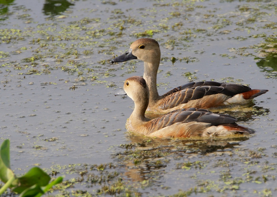 Lesser Whistling Duck