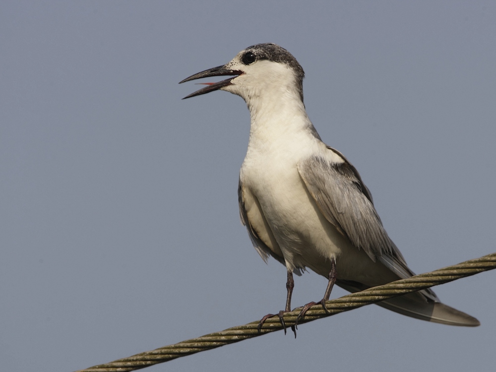 Whiskered Tern