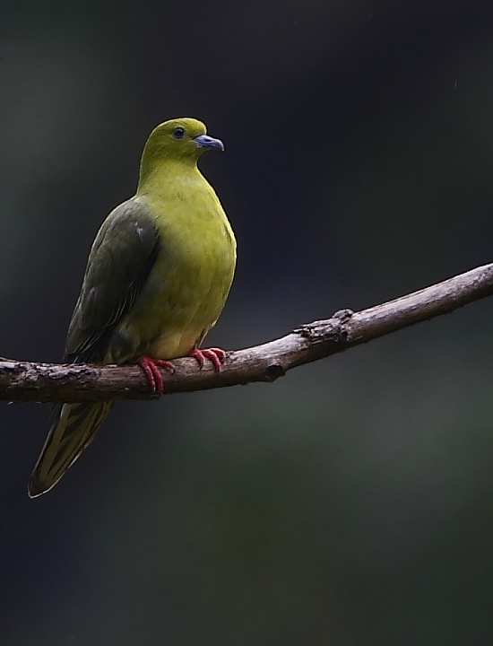 Wedge-tailed Green Pigeon