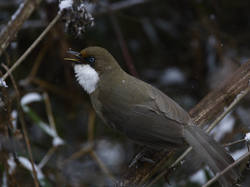 White-throated Laughingthrush