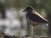 Vanellus leucurus