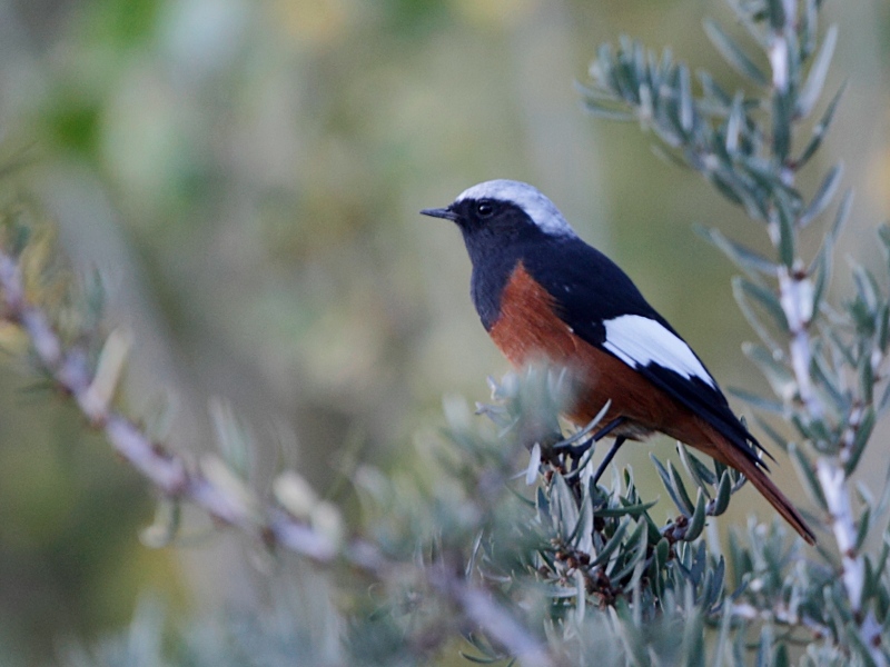 White-winged Redstart