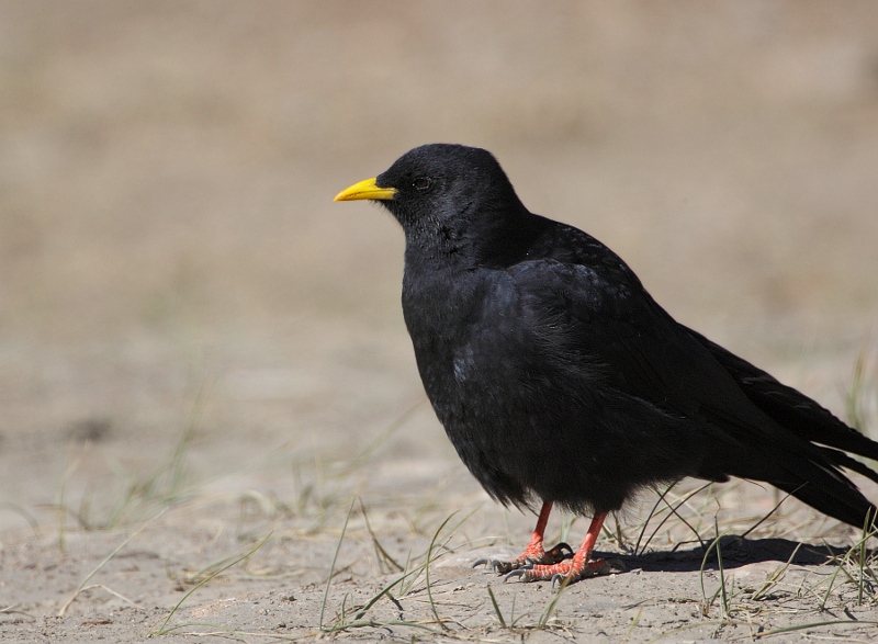 Yellow-billed Chough