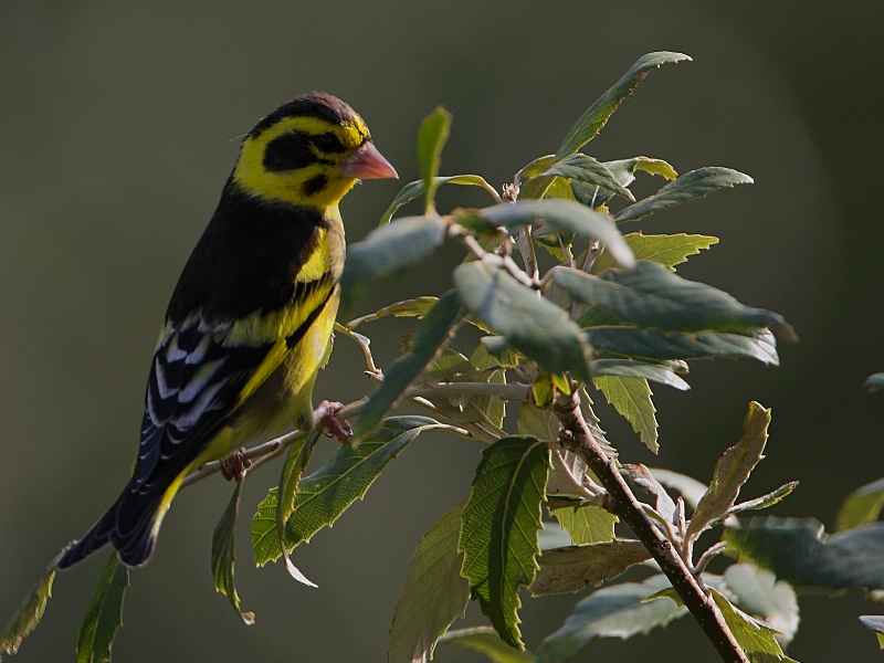 Yellow-breasted Greenfinch