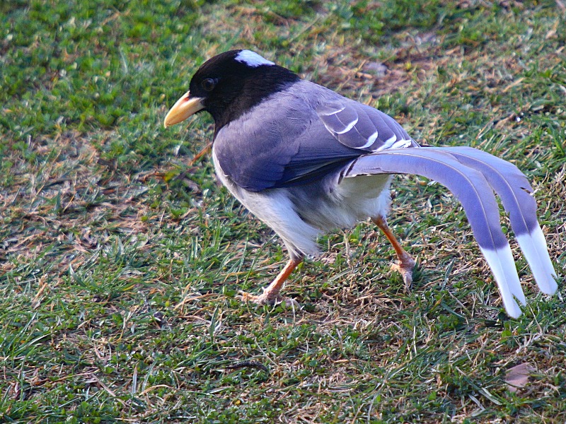 Gold-billed Magpie