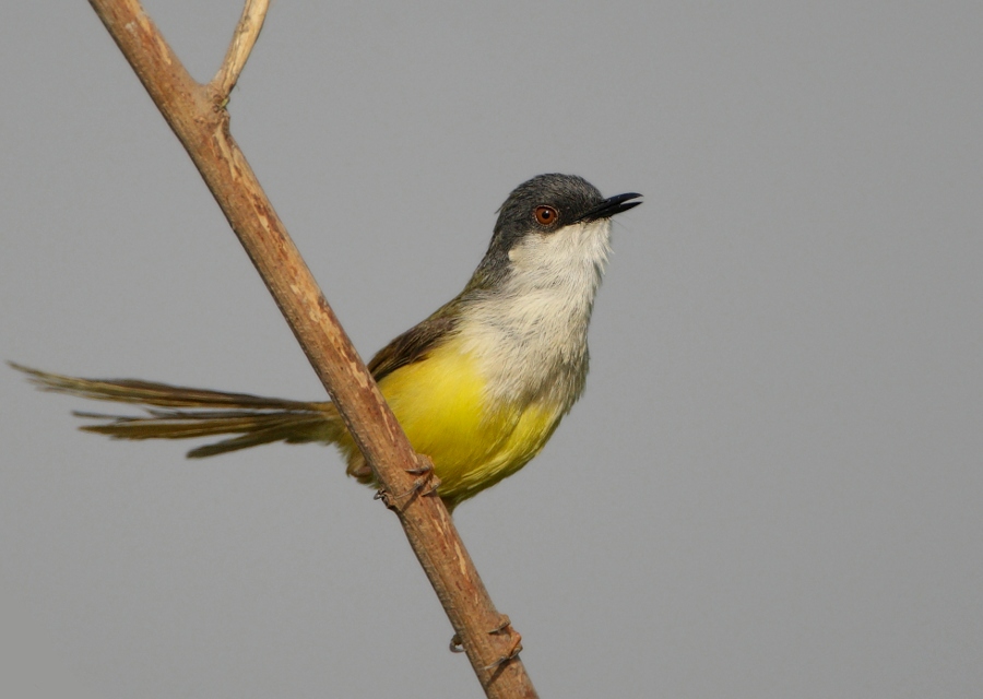 Yellow-bellied Prinia