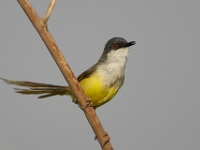 Prinia flaviventris