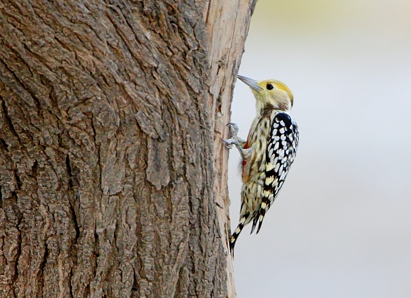 Yellow-crowned Woodpecker