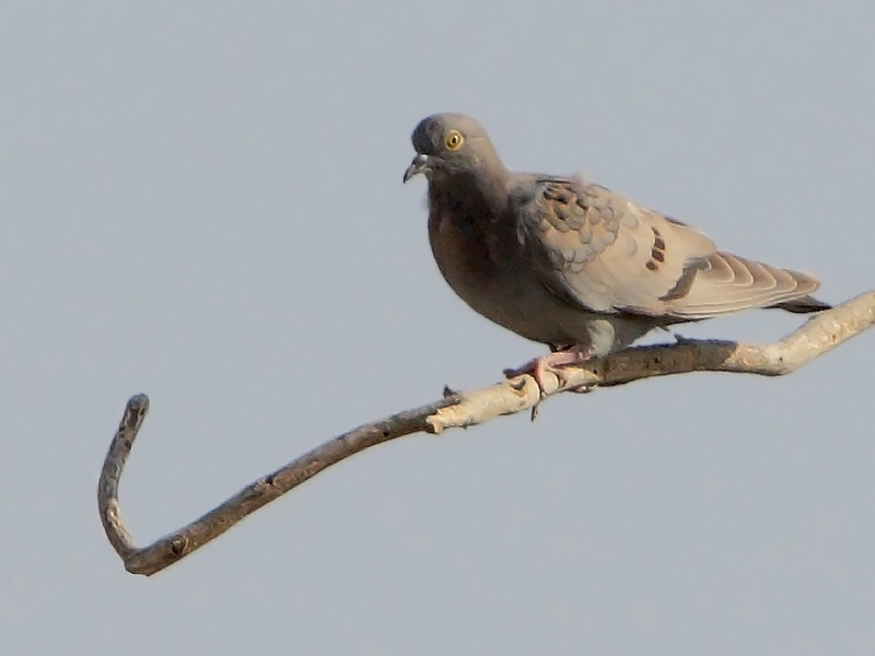 Yellow-eyed Pigeon