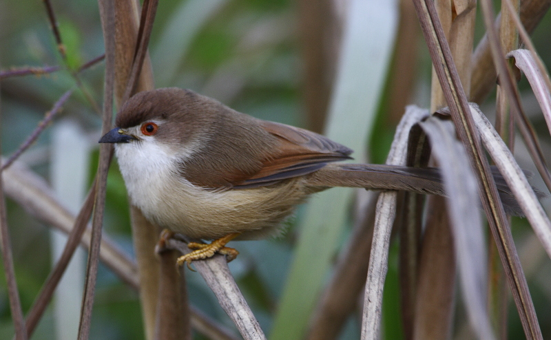 Yellow-eyed Babbler