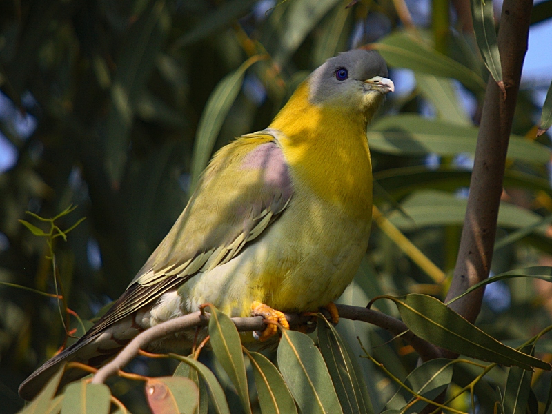 Yellow-footed Green Pigeon