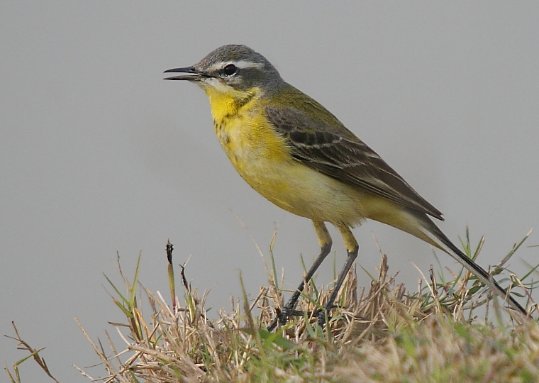 Yellow Wagtail