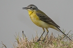 Motacilla flava