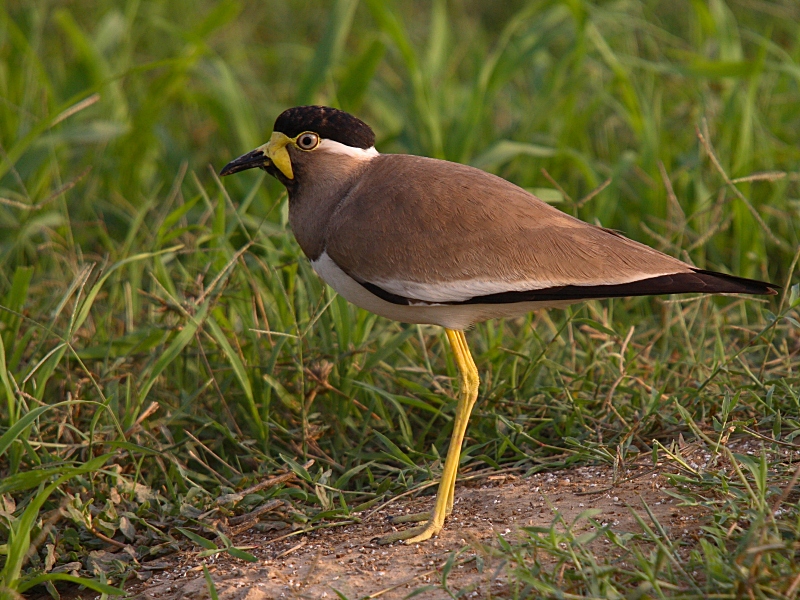 Yellow-wattled Lapwing