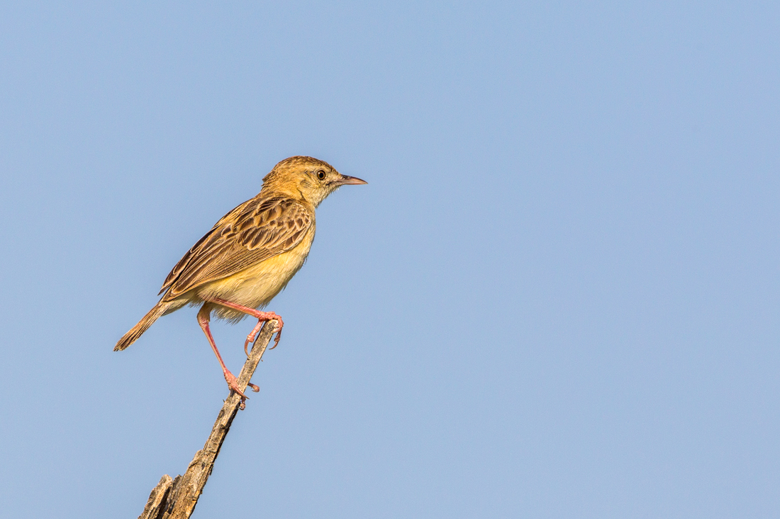 Cisticola juncidis