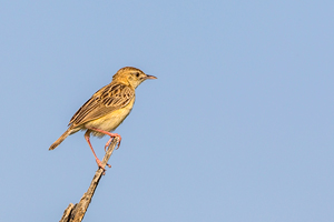 Cisticola juncidis