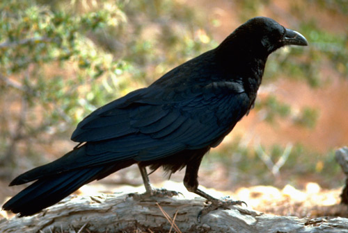 Raven Corvus corax