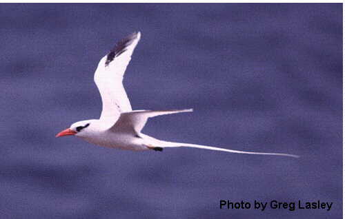 Red-billed Tropicbird