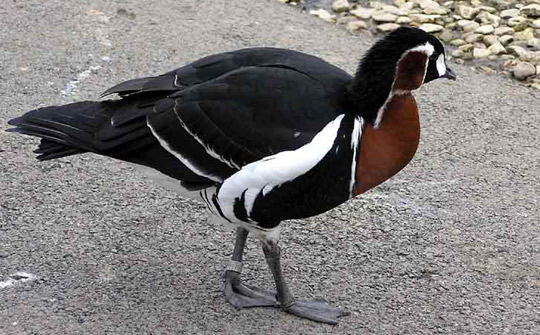 Red-breasted Goose