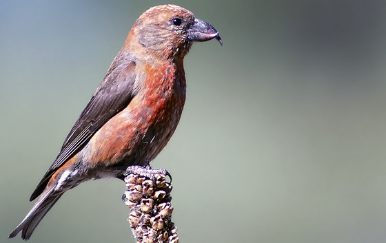 Red Crossbill