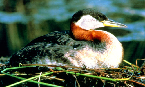 Red-necked Grebe