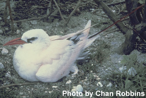 Red-tailed Tropicbird