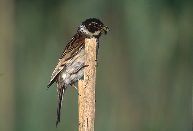 Reed Bunting