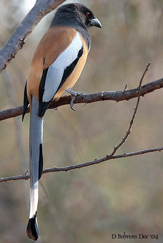 Rufous Treepie