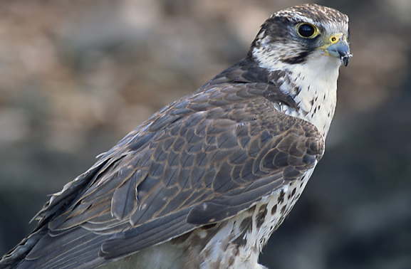 Saker Falcon