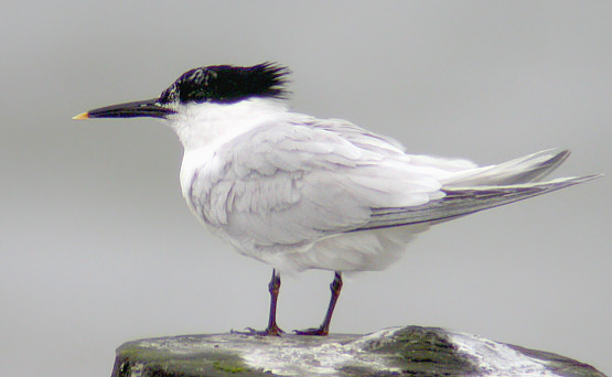 Sandwich Tern