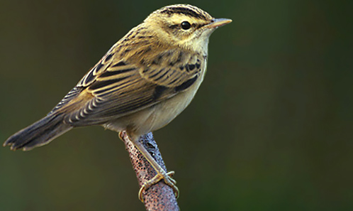 Sedge Warbler