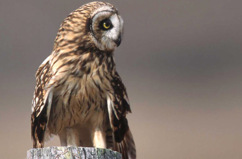 Short-eared Owl