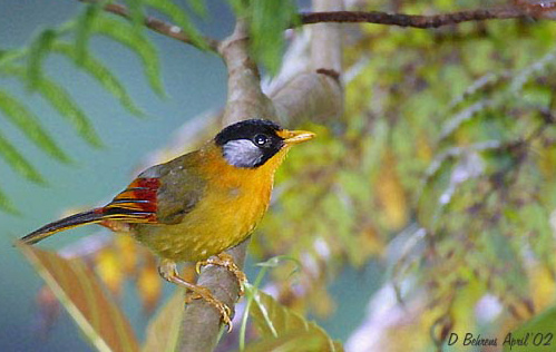 Silver-eared Mesia