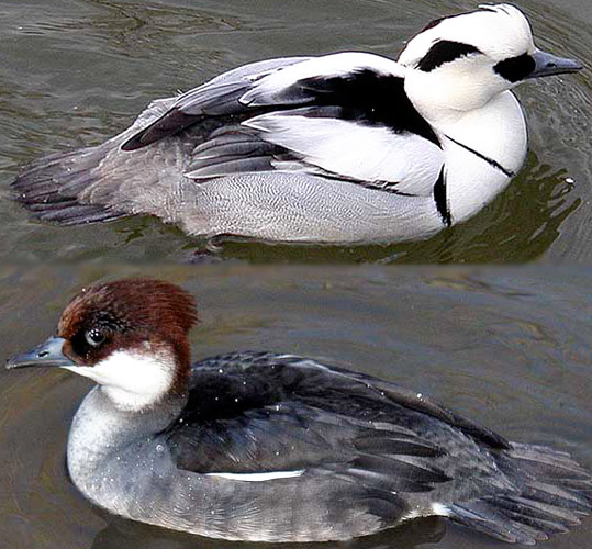 Smew