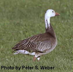 Snow Goose - blue morph