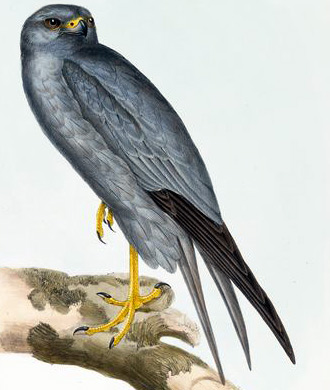 Sooty Falcon